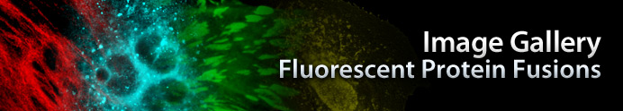 Fluorescent Protein Fusions Image Gallery