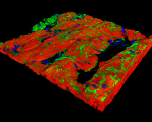 Mouse Bladder Tissue