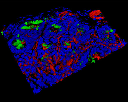 Mouse Duodenum Tissue