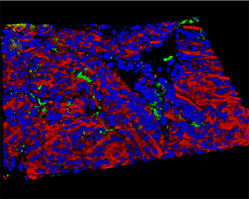 Mouse Duodenum Tissue