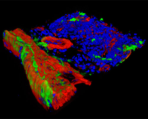 Mouse Duodenum Tissue