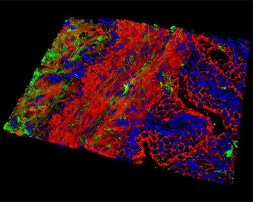 Mouse Ovary Tissue