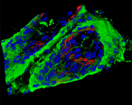 Mouse Skin Tissue