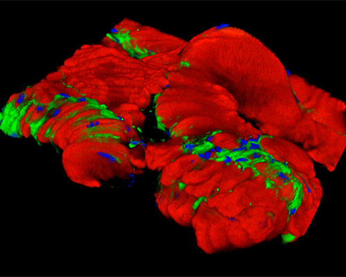 Mouse Smooth Muscle Tissue