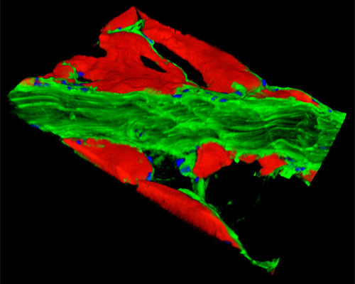 Mouse Smooth Muscle Tissue