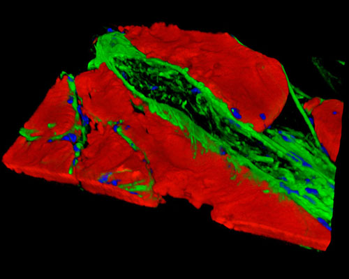 Mouse Smooth Muscle Tissue