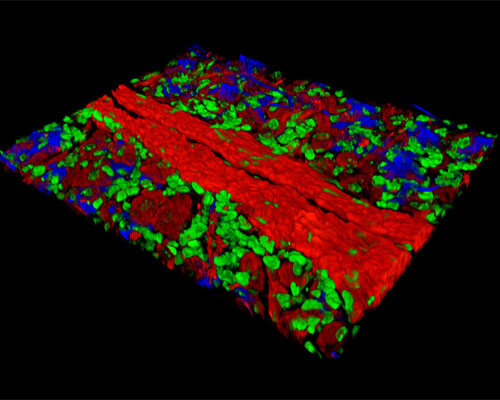 Mouse Stomach Fundus