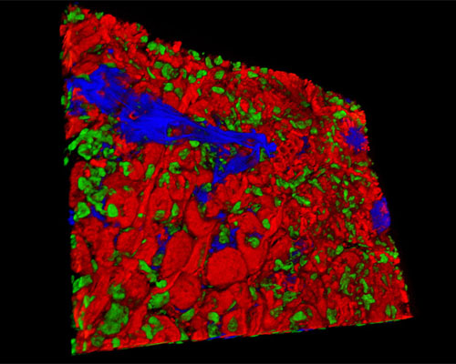 Mouse Stomach Fundus Tissue