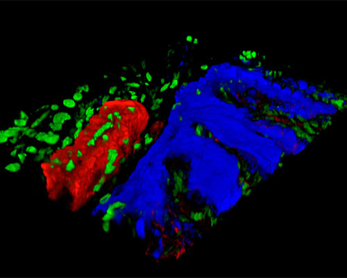 Mouse Stomach Fundus Tissue