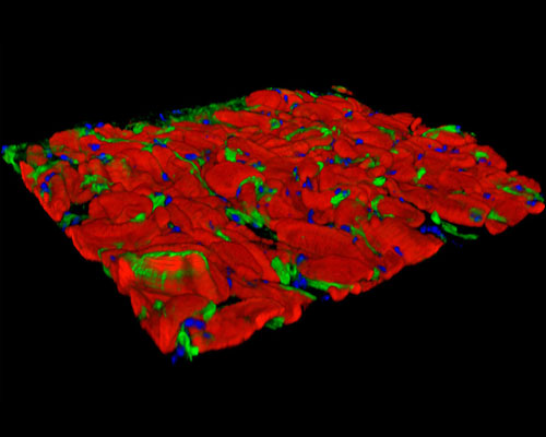 Mouse Tongue Tissue