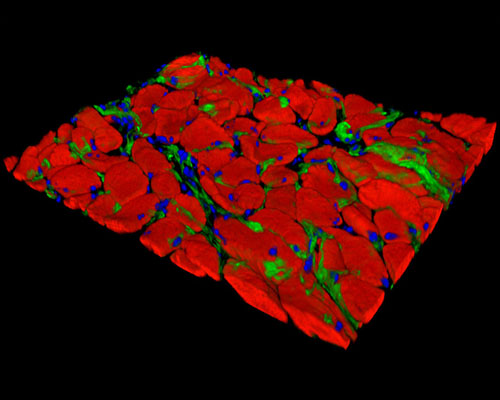 Mouse Tongue Tissue